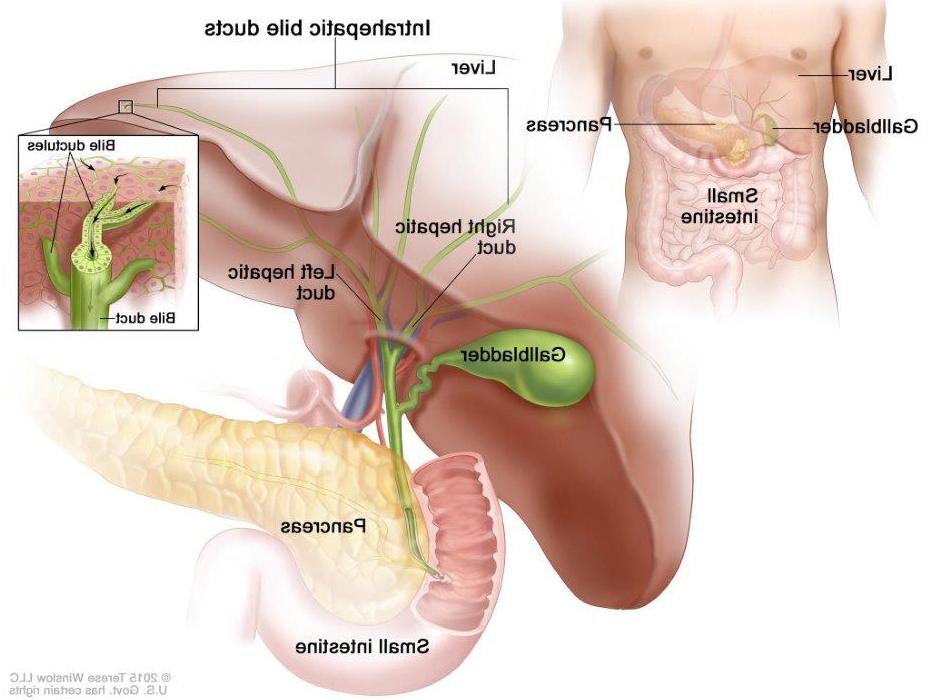 Anatomy of the intrahepatic bile ducts. 肝内胆管是在肝脏内运输胆汁的小管网络. The smallest ducts, called ductules, 聚集在一起形成右肝胆管和左肝胆管, which drain bile from the liver. 胆汁储存在胆囊中，在食物消化时释放出来.